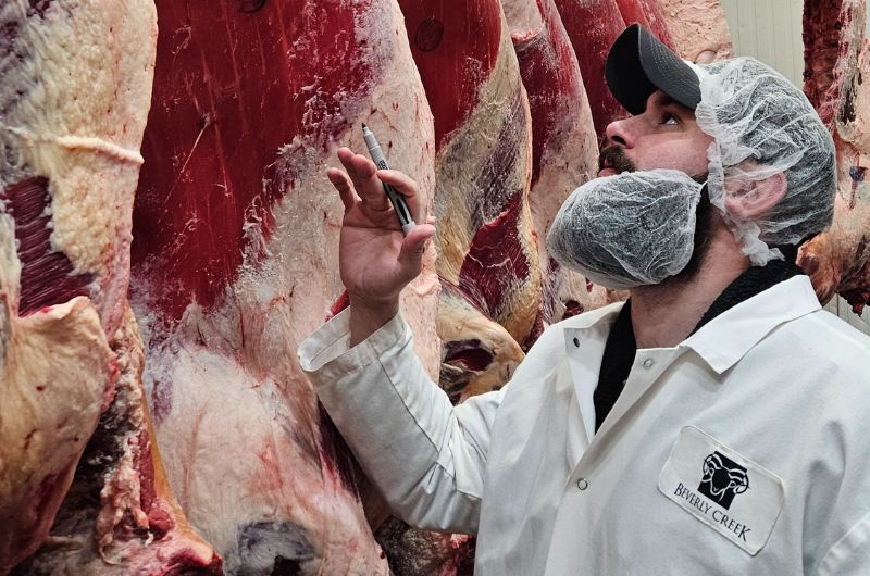 Beverly Creek team examining hanging beef carcasses