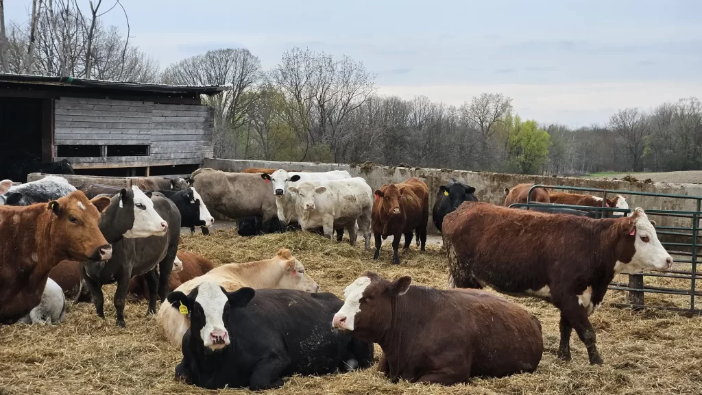 Belvery Creek farm raised cattle pasture