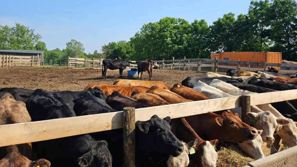 Beef Cows at Beverly Creek Farms 