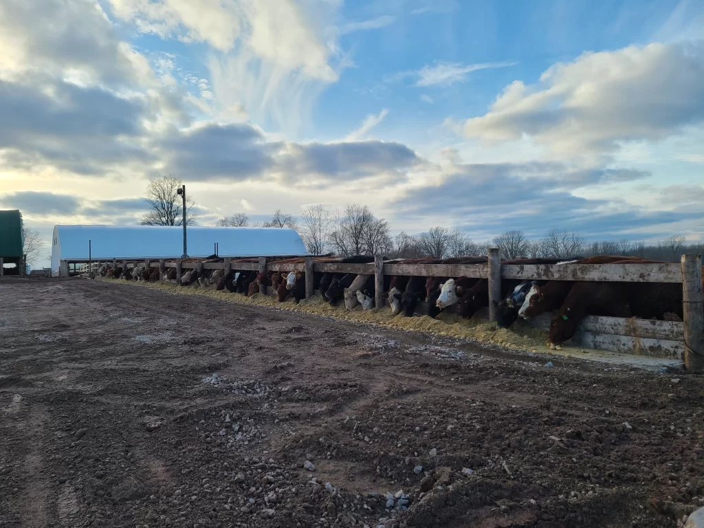 Ontario cattle feeding | Beverly Creek Farms