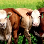 Ontario pasture raised cattle | Beverly Creek Farms