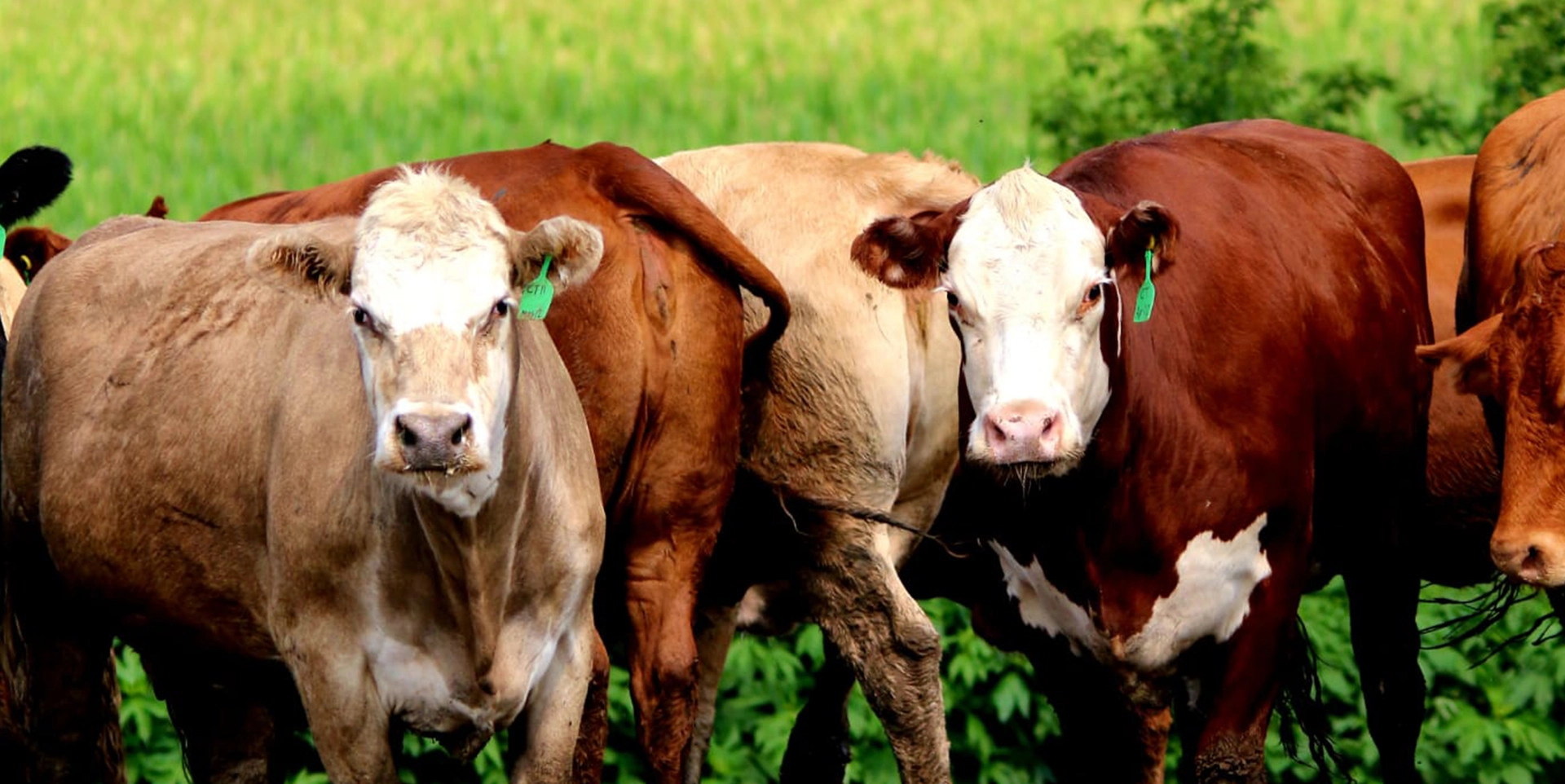 Is Grass-Fed Beef Healthier? A Guide for Ontario Buyers
